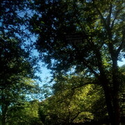 ���������� ����������� ����, ���� ������� ��������, 49 ���, ������������ ��� ������, ����� � ���������, c�������� ���������, ���������