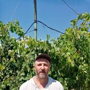  ,   , 51 ,   