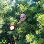 ���������� �����������, ���� ������� ������, 53 ����, ������������ ��� ������, ����� � ���������, c�������� ���������, ���������