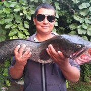  ,   Metis, 43 ,   ,   , c , 