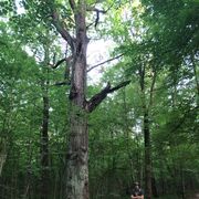 ���������� ������������, ���� ������� �����, 36 ���, ������������ ��� ������, ����� � ���������