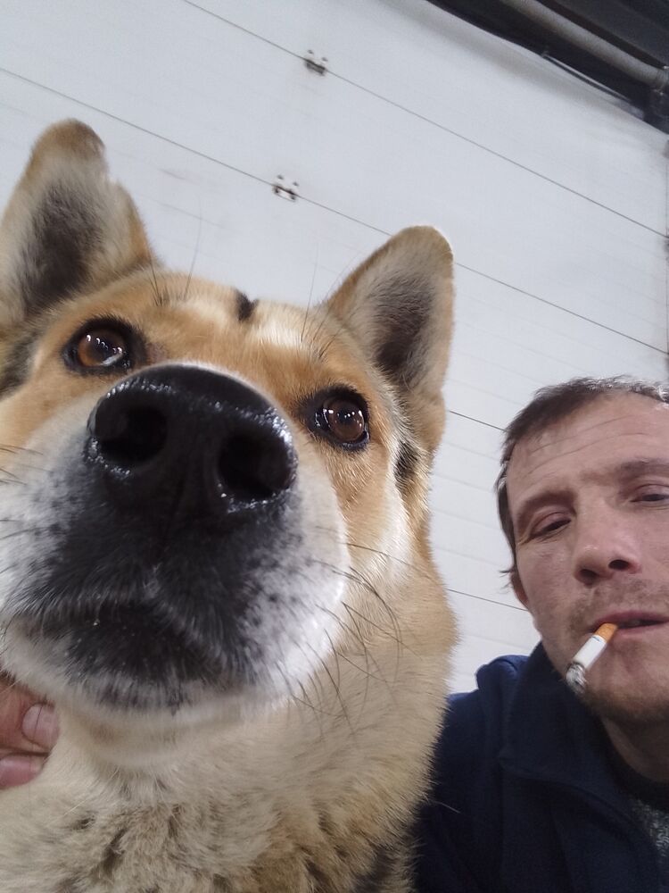 ���� 33033312 ������� ������, 43 ����, ���� ���������� � ������