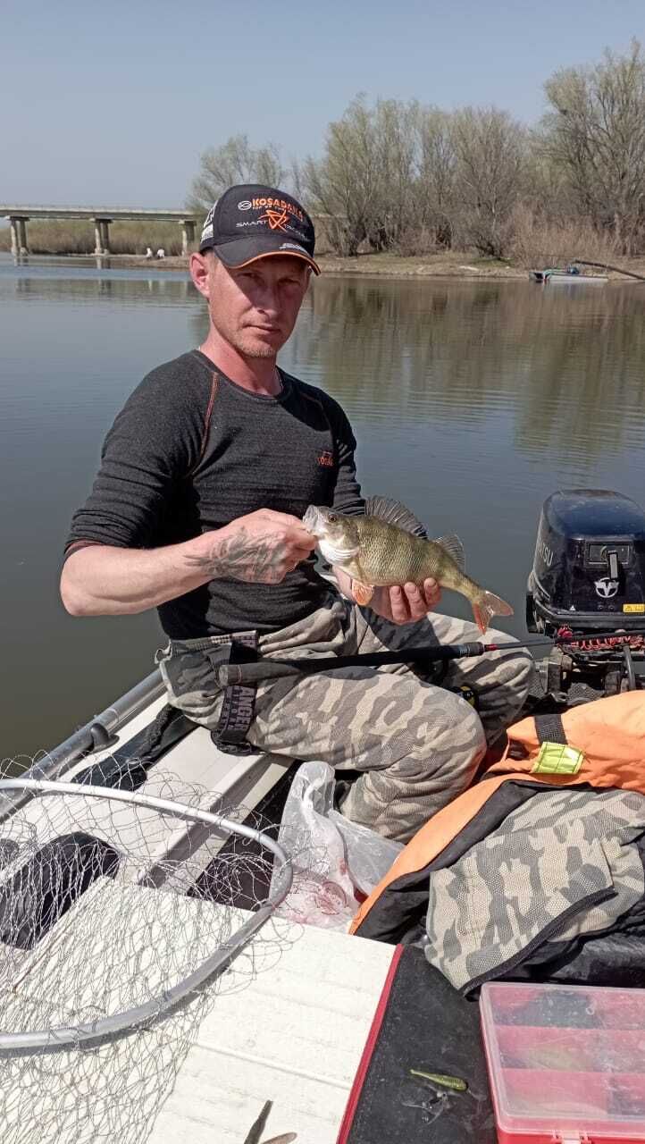 ���� 56217142 ������� ����, 36 ���, ���� ���������� � ������