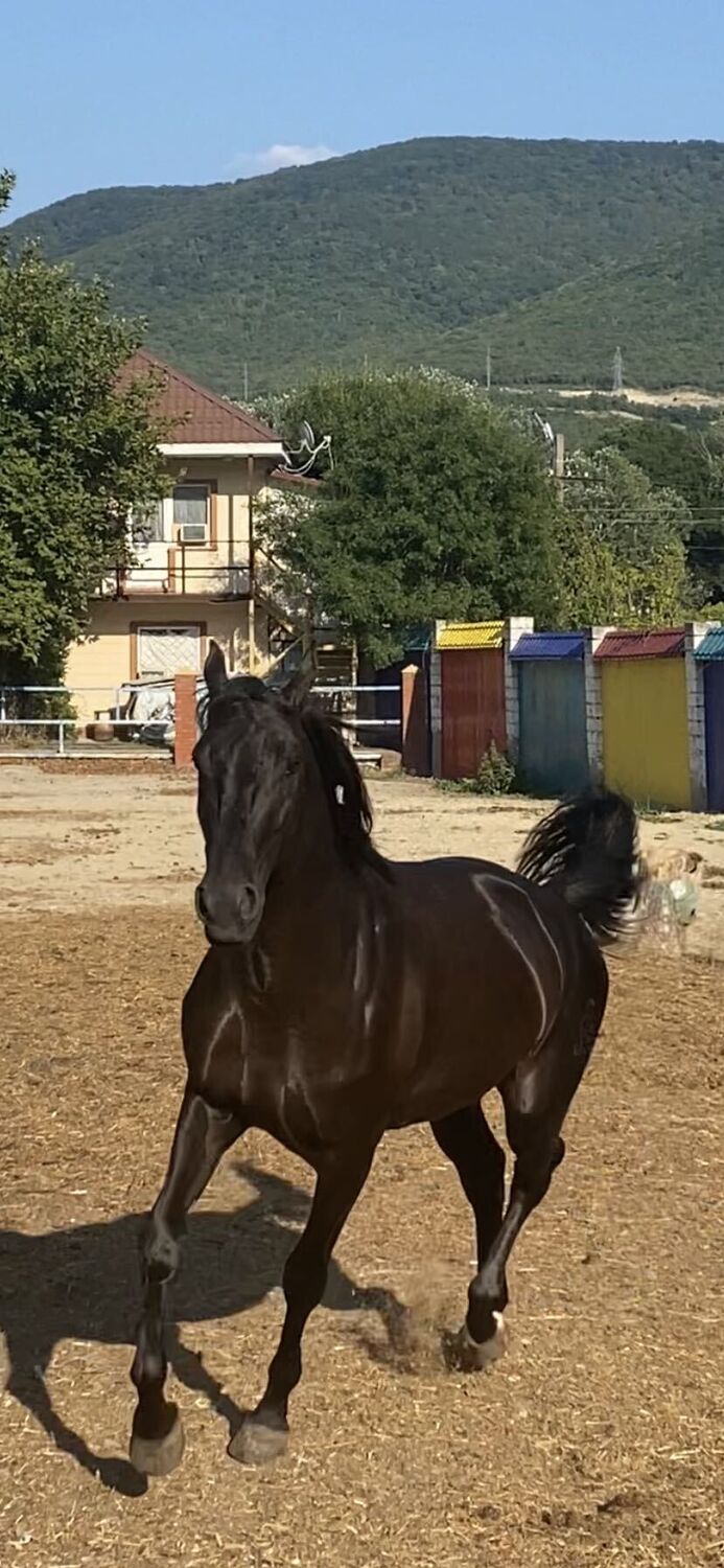 ���������� ���������, ���� ������� �����, 42 ����, ������������ ��� ����� � ���������, c�������� ���������