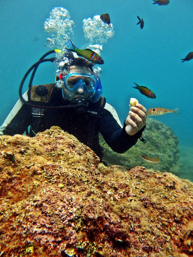 ���������� ������, ���� ������� �����, 43 ����, ������������ ��� ������, ����� � ���������, c�������� ���������, ���������