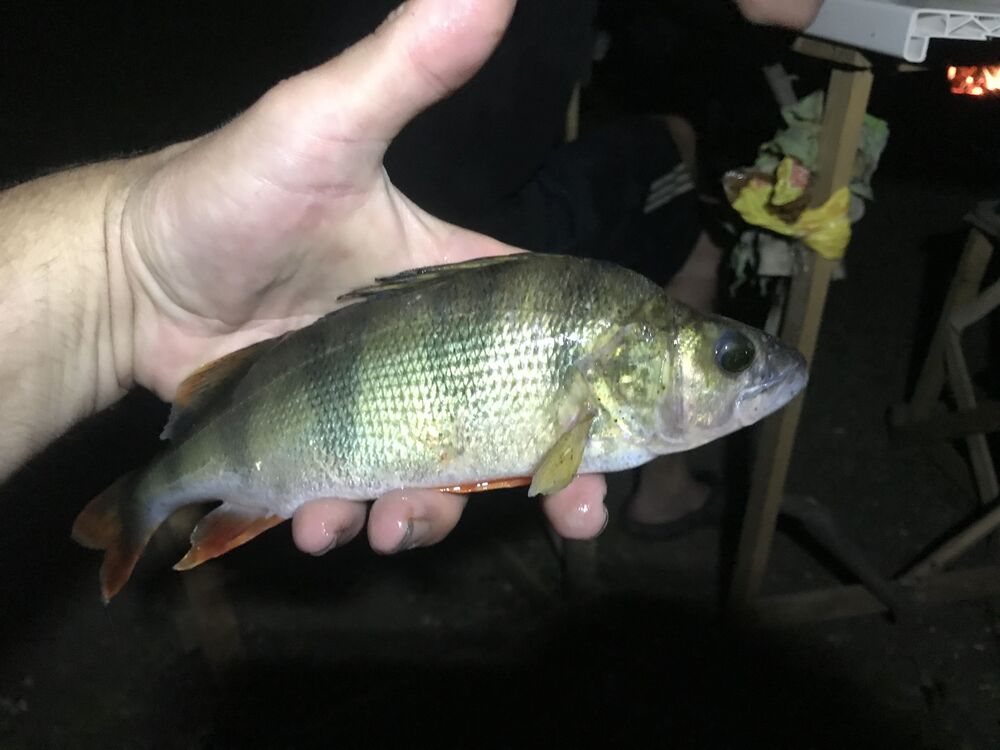 ���������� ������, ���� ������� �������, 38 ���, ������������ ��� ����� � ���������, c�������� ���������