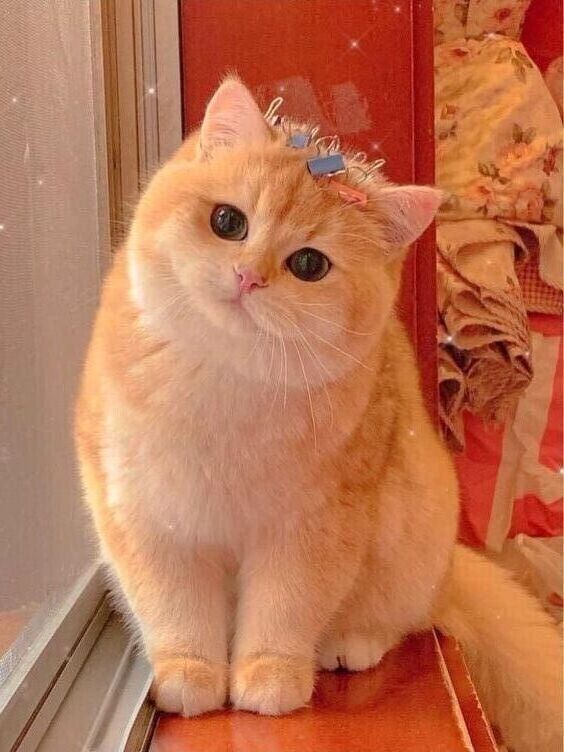 ���� 42024242 ������� �����, 48 ���, ���� ���������� � �����-����������