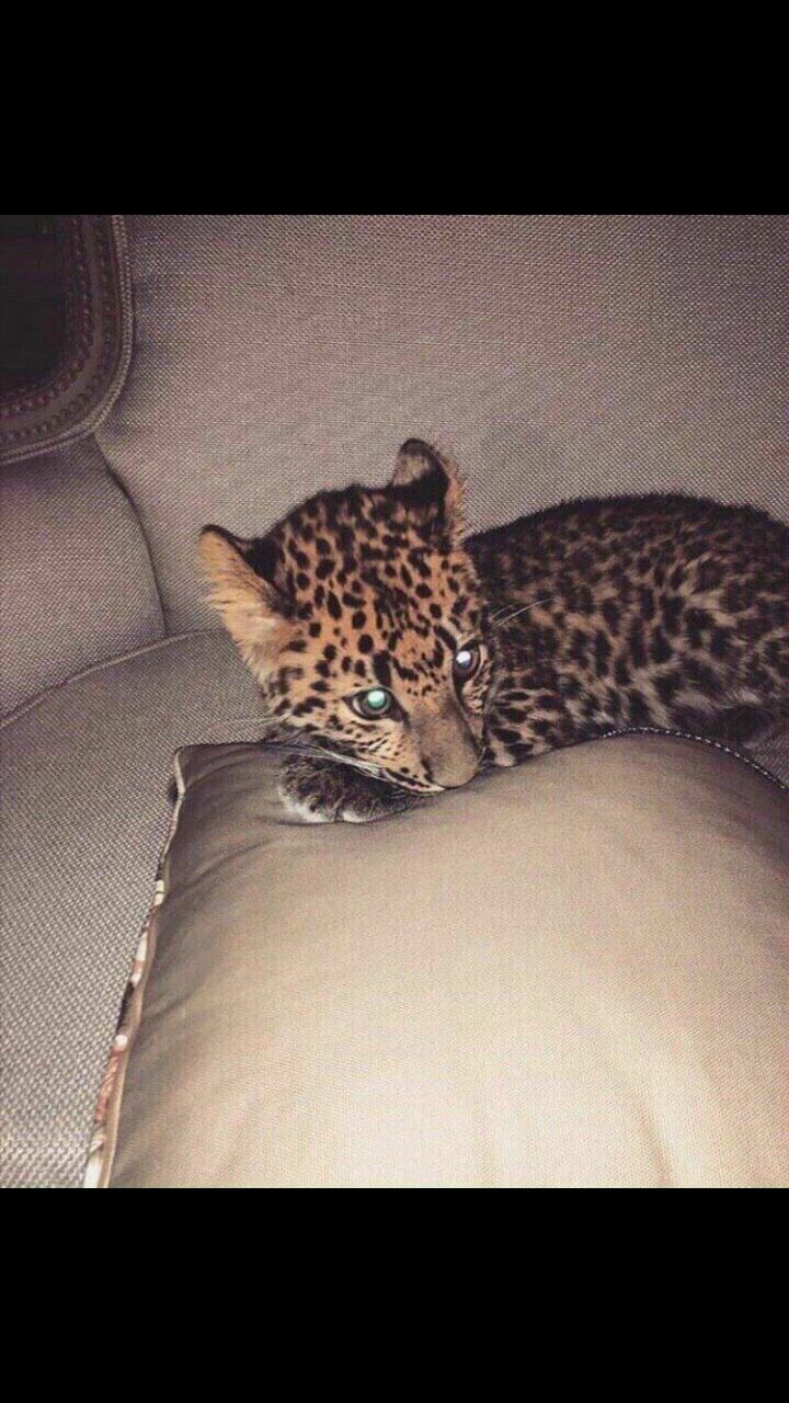 ���� 24573012 ������� ������, 33 ����, ���� ���������� � ��������