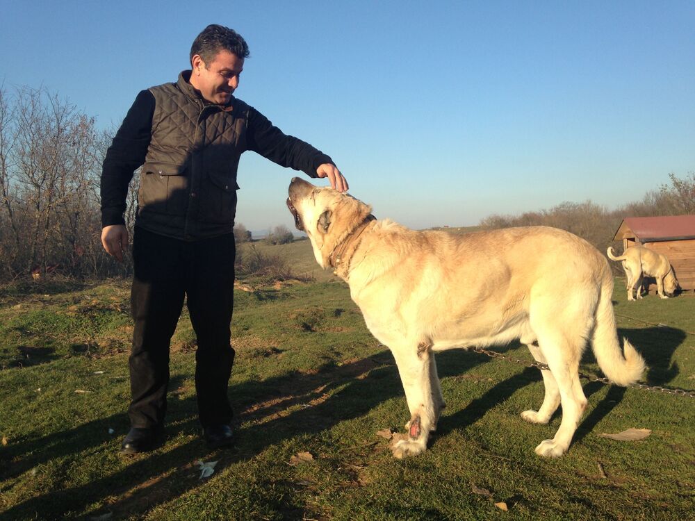  ,   Suleyman, 53 ,   ,   