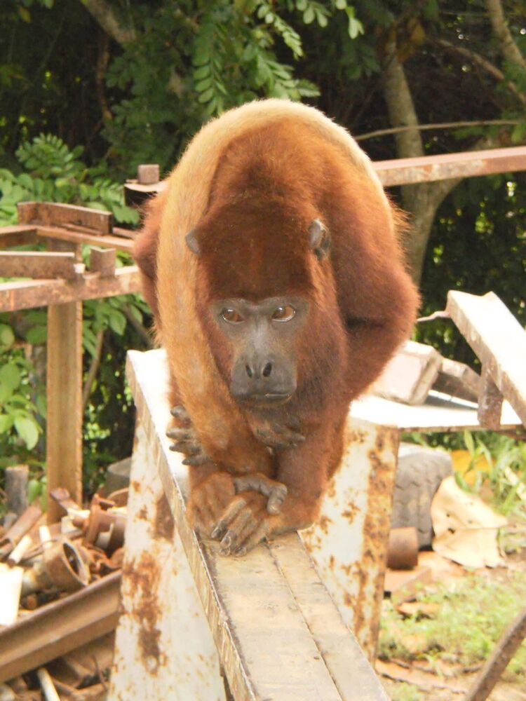  Cerrillos,    Rose, 39 ,   ,   