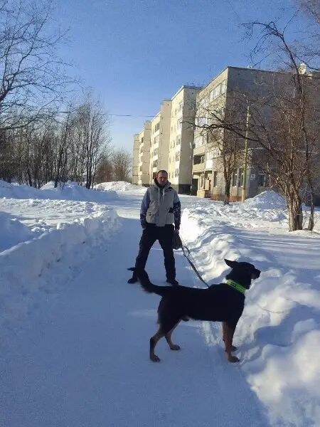 ���� 56097552 ������� �����, 33 ����, ���� ���������� � ������