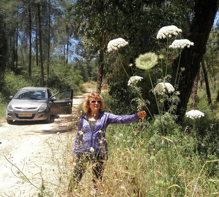 ���������� ���������, ���� ������� Arena, 65 ���, ������������ ��� ������, ����� � ���������, c�������� ���������