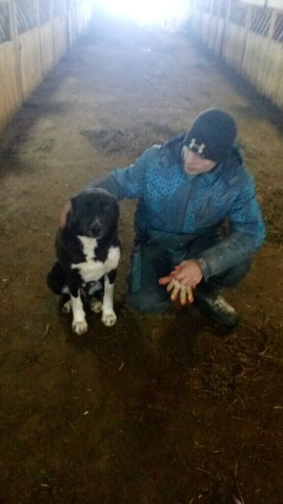 ���������� ������, ���� ������� �������, 38 ���, ������������ ��� ������, ����� � ���������