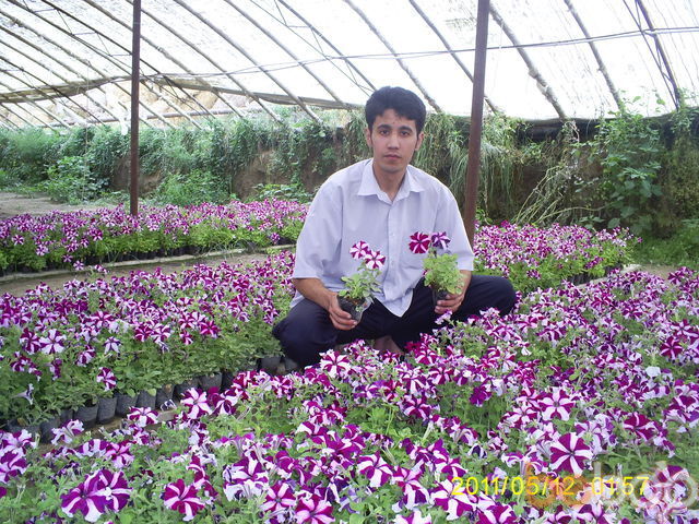 ���������� �������, ���� ������� Farruh, 35 ���, ������������ ��� ������, ����� � ���������, c�������� ���������