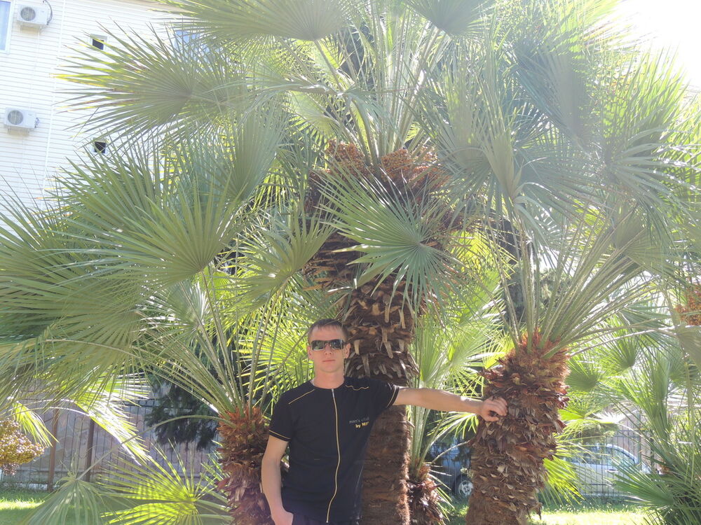 ���������� ������-��-����, ���� ������� ���������, 38 ���, ������������ ��� ������