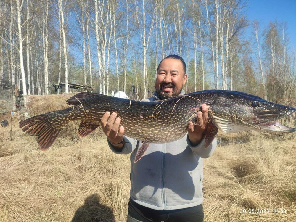 ���������� ������, ���� ������� ���������, 43 ����, ������������ ��� ������, ����� � ���������