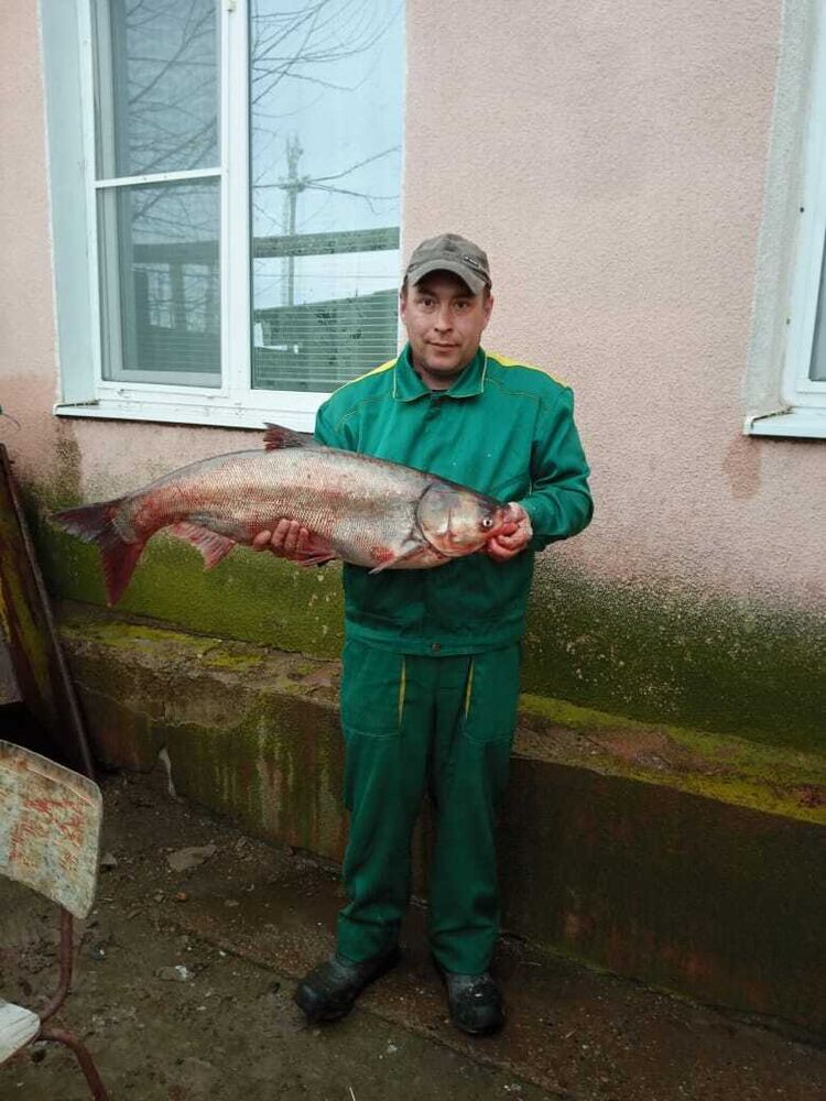 ���������� ���������, ���� ������� ����, 40 ���, ������������ ��� c�������� ���������