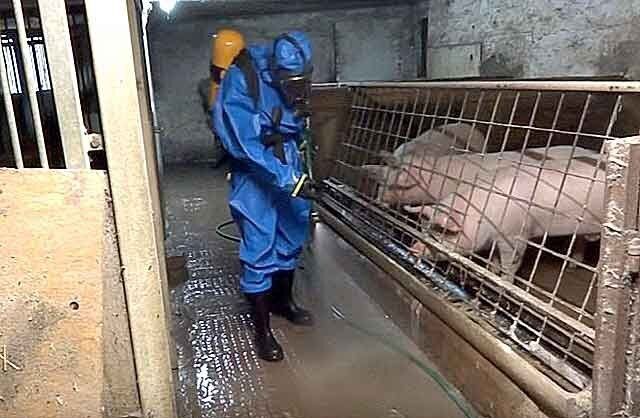 ���������� �����-���������, ���� ������� ���������, 53 ����, ������������ 