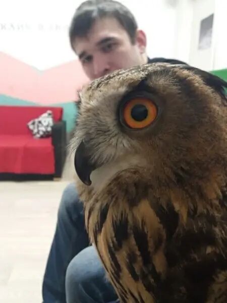 ���� 34088192 ������� �������, 35 ���, ���� ���������� � ���