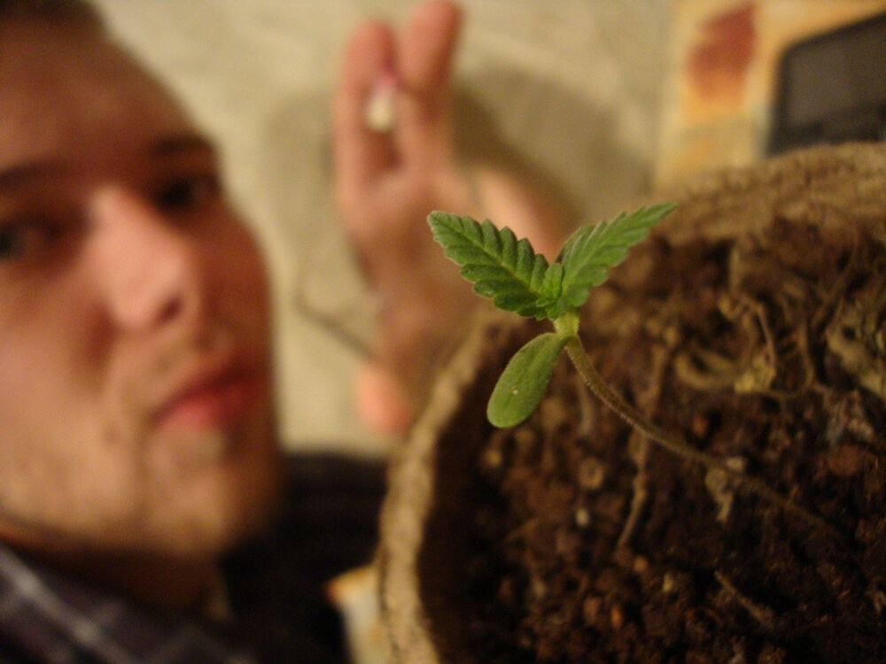 ���� 4250942 ������� ���������, 34 ����, ���� ���������� � ��������