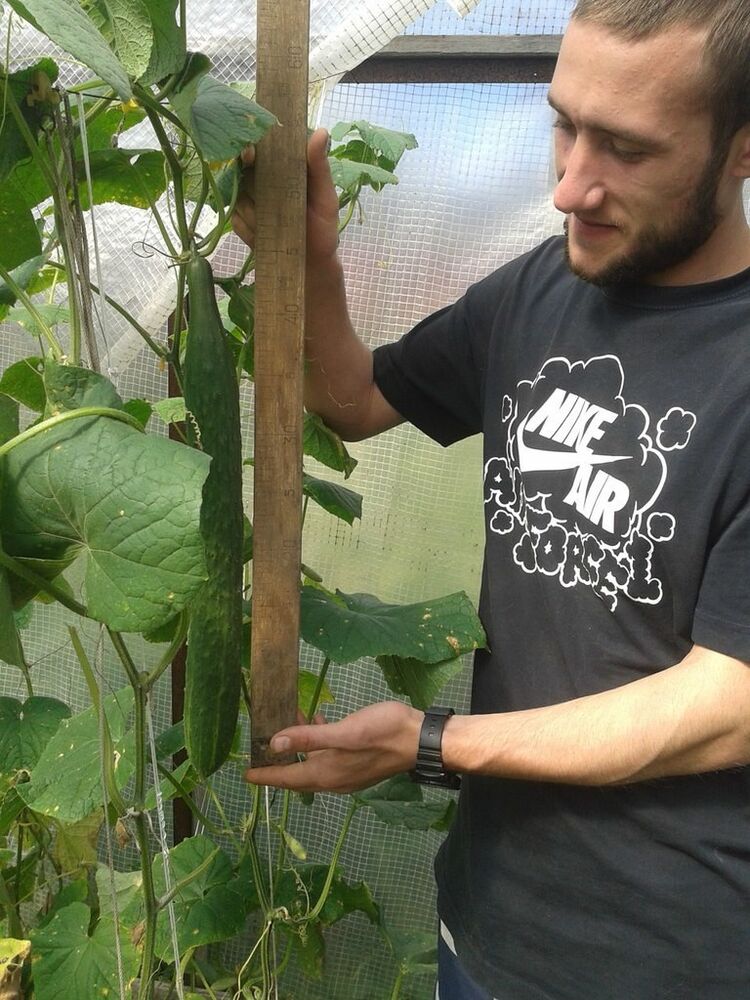 ���������� ����, ���� ������� ����, 32 ����, ������������ ��� ������, ����� � ���������, c�������� ���������, ���������