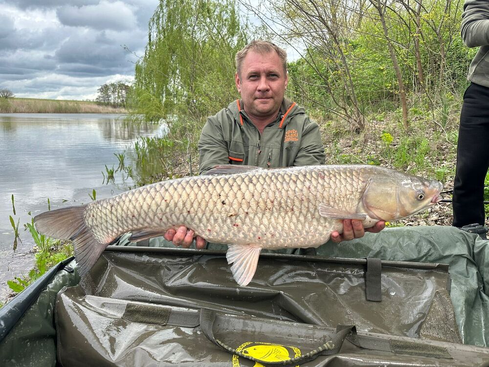 ���� 41578972 ������� ����, 44 ����, ���� ���������� � �������-��-����