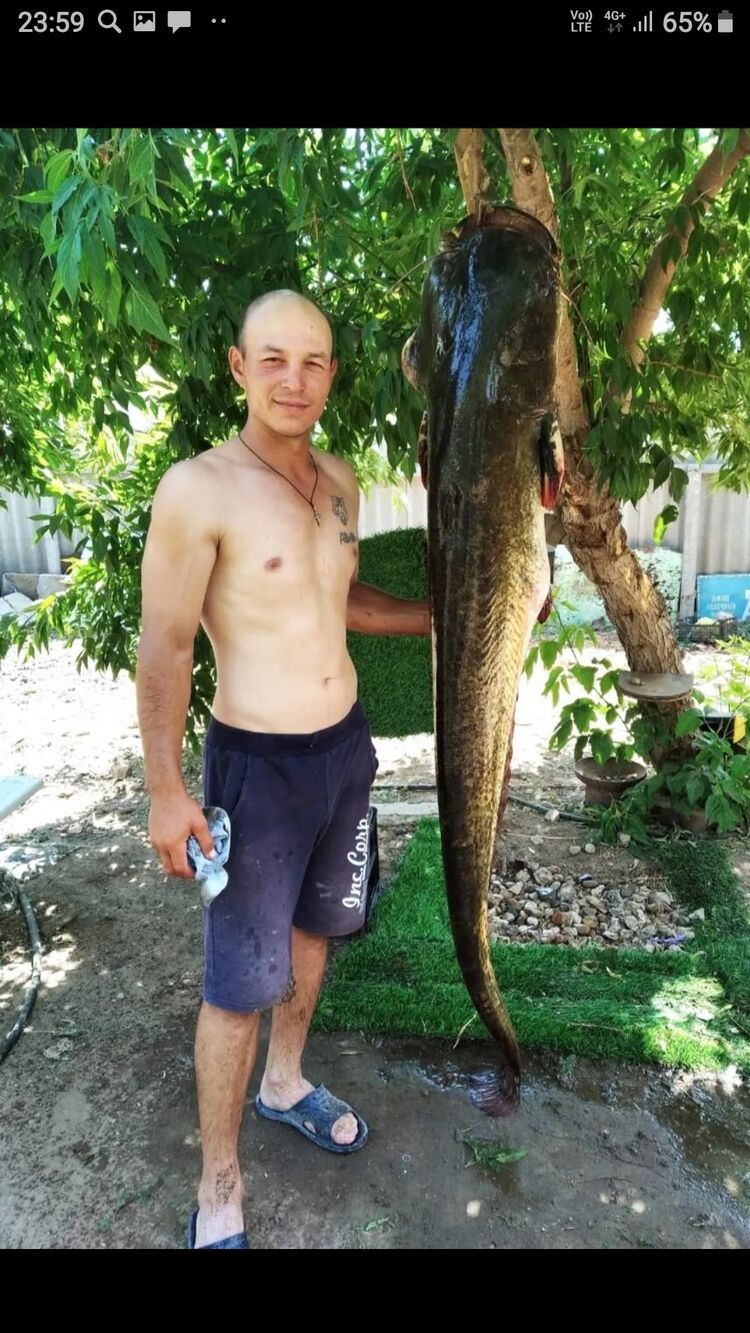 ���� 27108612 ������� ������, 36 ���, ���� ���������� � ����������