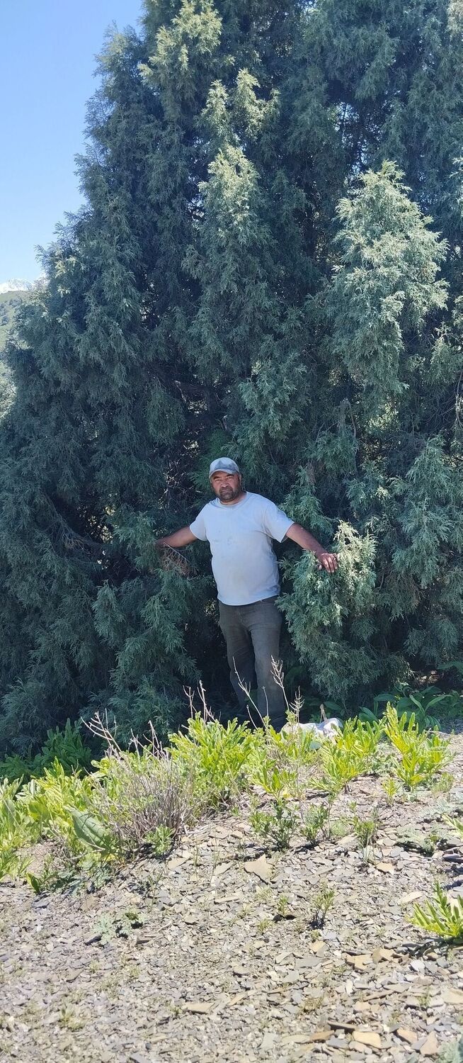 ���������� ������, ���� ������� �����, 40 ���, ������������ ��� ���������