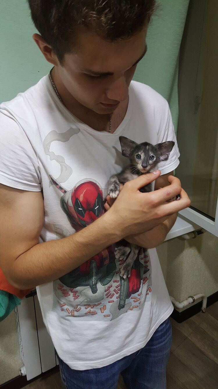 ���� 26683582 ������� �������, 29 ���, ���� ���������� � �����-����������