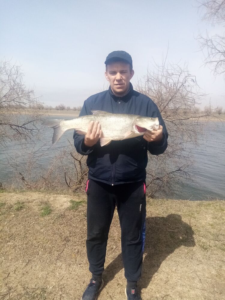 ���� 26026812 ������� ������, 40 ���, ���� ���������� � ���������