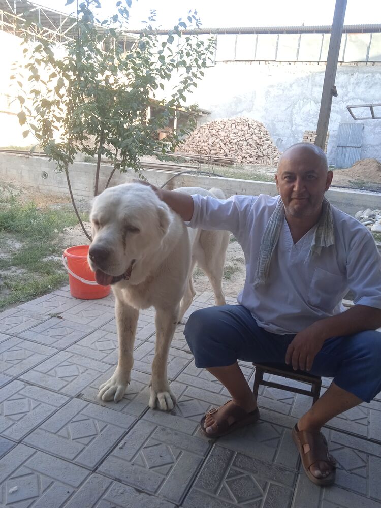 ���� 54940222 ������� ������, 45 ���, ���� ���������� � ����������