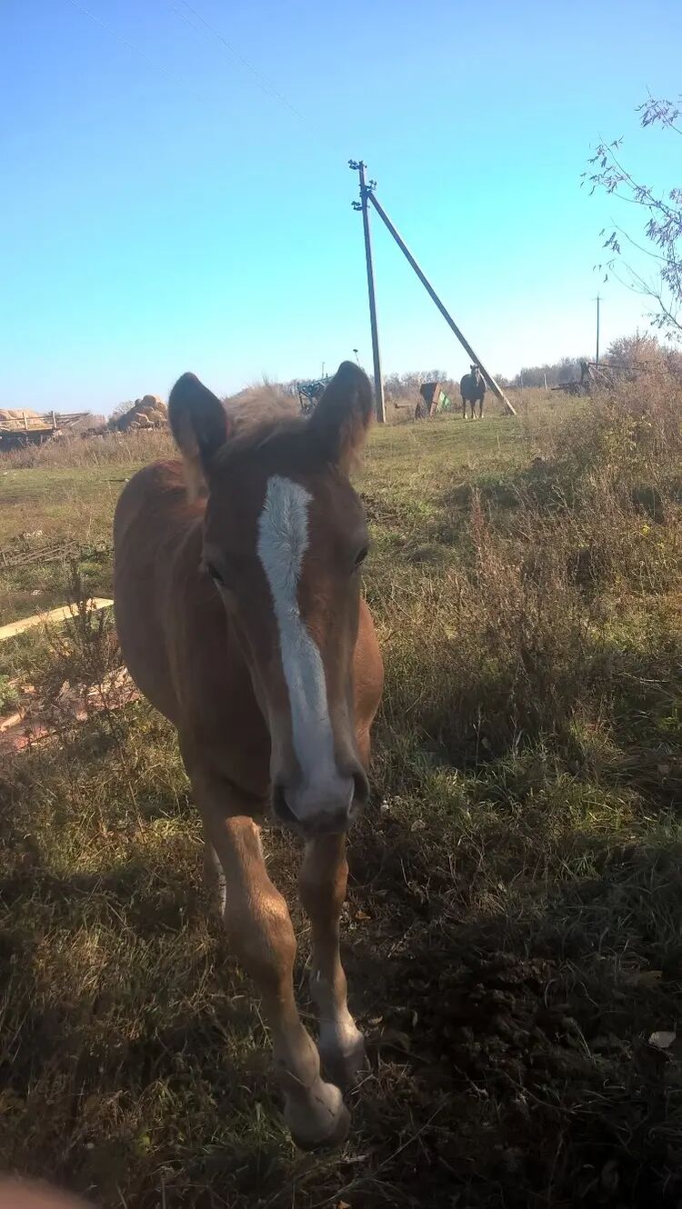  27148562  Igor, 39 ,    