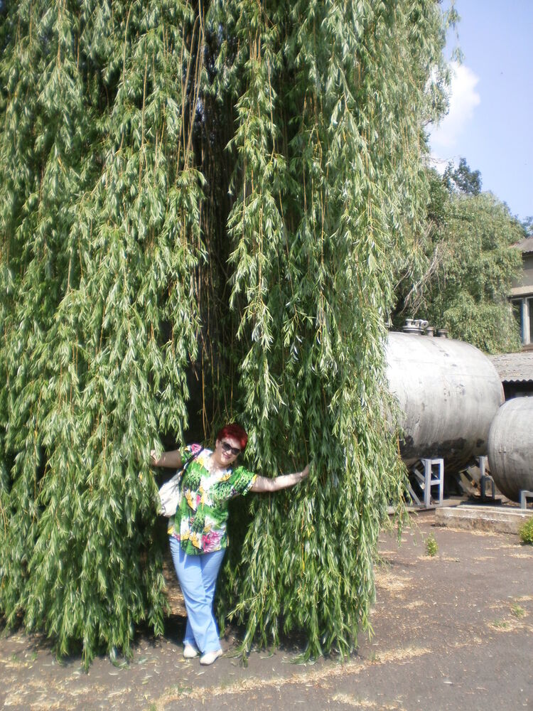 ���������� ����, ���� ������� Lana, 56 ���, ������������ ��� ������