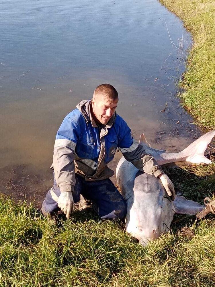 ���������� ���������, ���� ������� ���������, 42 ����, ������������ ��� c�������� ���������