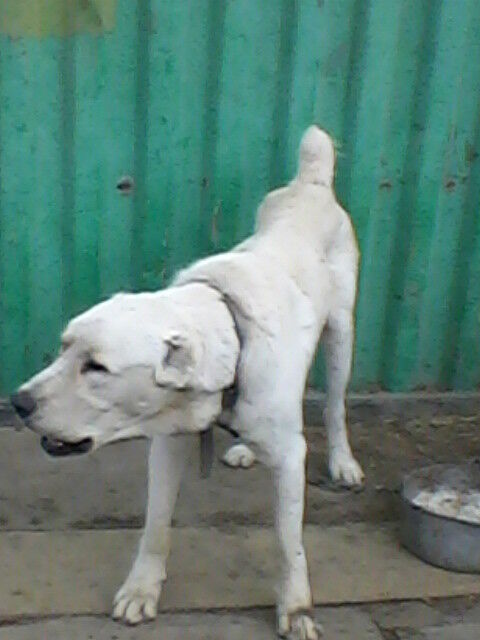 ���������� ������, ���� ������� ����, 58 ���, ������������ ��� ����� � ���������, c�������� ���������