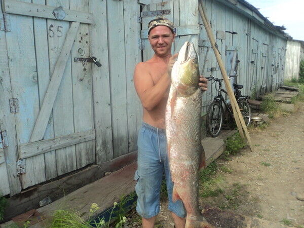 ���� 56185612 ������� ������, 43 ����, ���� ���������� � ������������-��-�����