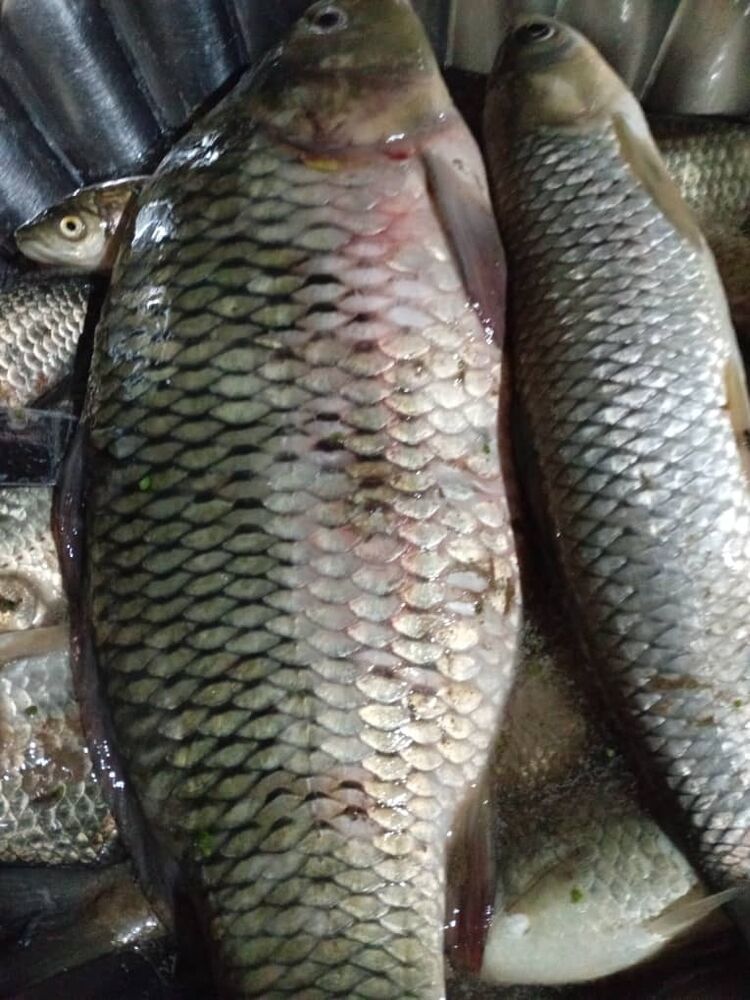 ���� 56259222 ������� ������, 41 ���, ���� ���������� � �����