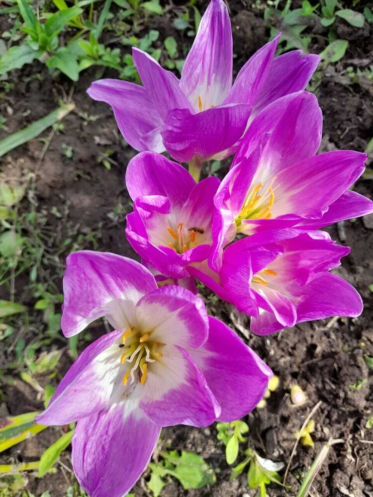 ���������� �����, ���� ������� Vita, 38 ���, ������������ ��� ������, ����� � ���������