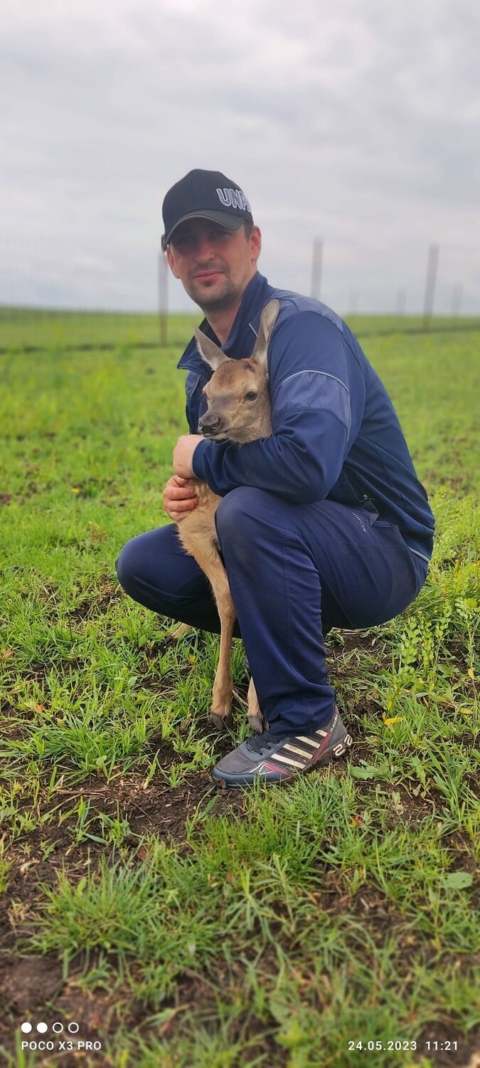 ���� 54953272 ������� ������, 35 ���, ���� ���������� � ��������