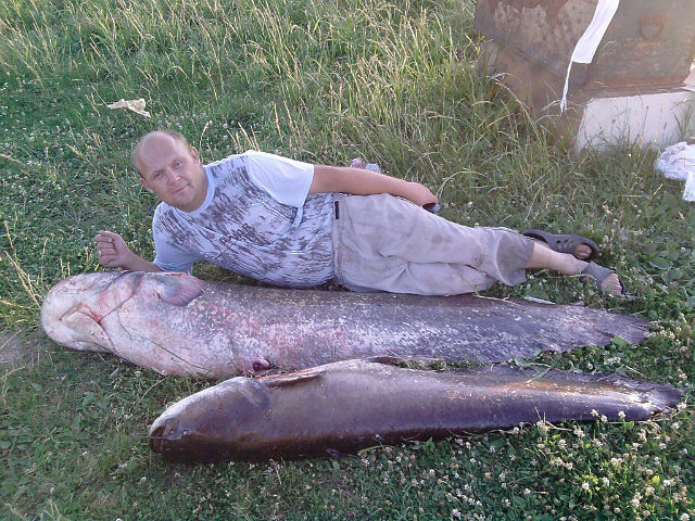 ���� 31125652 ������� ���������, 47 ���, ���� ���������� � ������ ���������