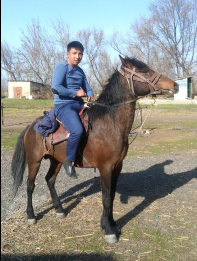 ���������� ������, ���� ������� �����, 36 ���, ������������ ��� ������