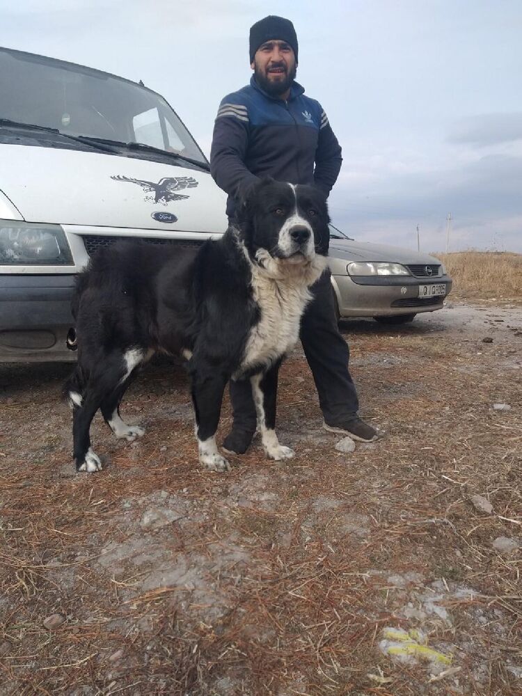 ���������� �����������-��-�����, ���� ������� ���������, 36 ���, ������������ ��� ���������