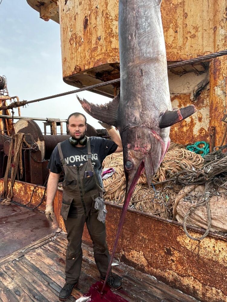 ���������� �����������, ���� ������� �������, 36 ���, ������������ ��� ������, ���������