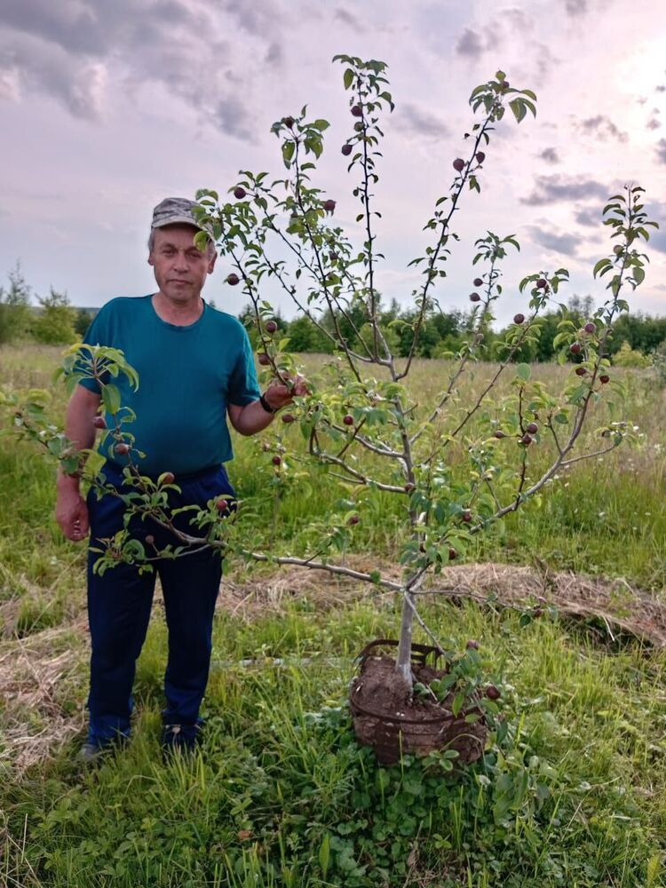 ���������� ������ ��������, ���� ������� ��������, 60 ���, ������������ ��� ������, ����� � ���������, ���������