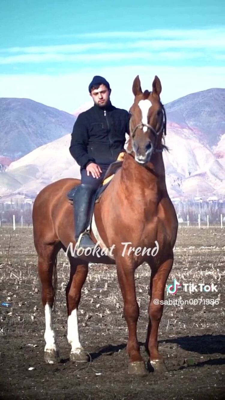 ���� 34208772 ������� ������, 45 ���, ���� ���������� � ������