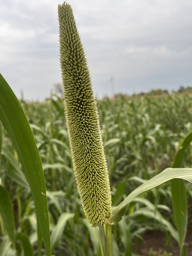  45852742  Imsudin IG, 35 ,    