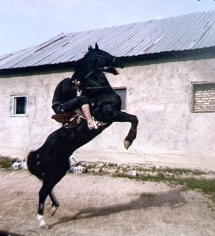 ���������� ������, ���� ����� ������, 25 ���, ������������ ��� ������, ����� � ���������