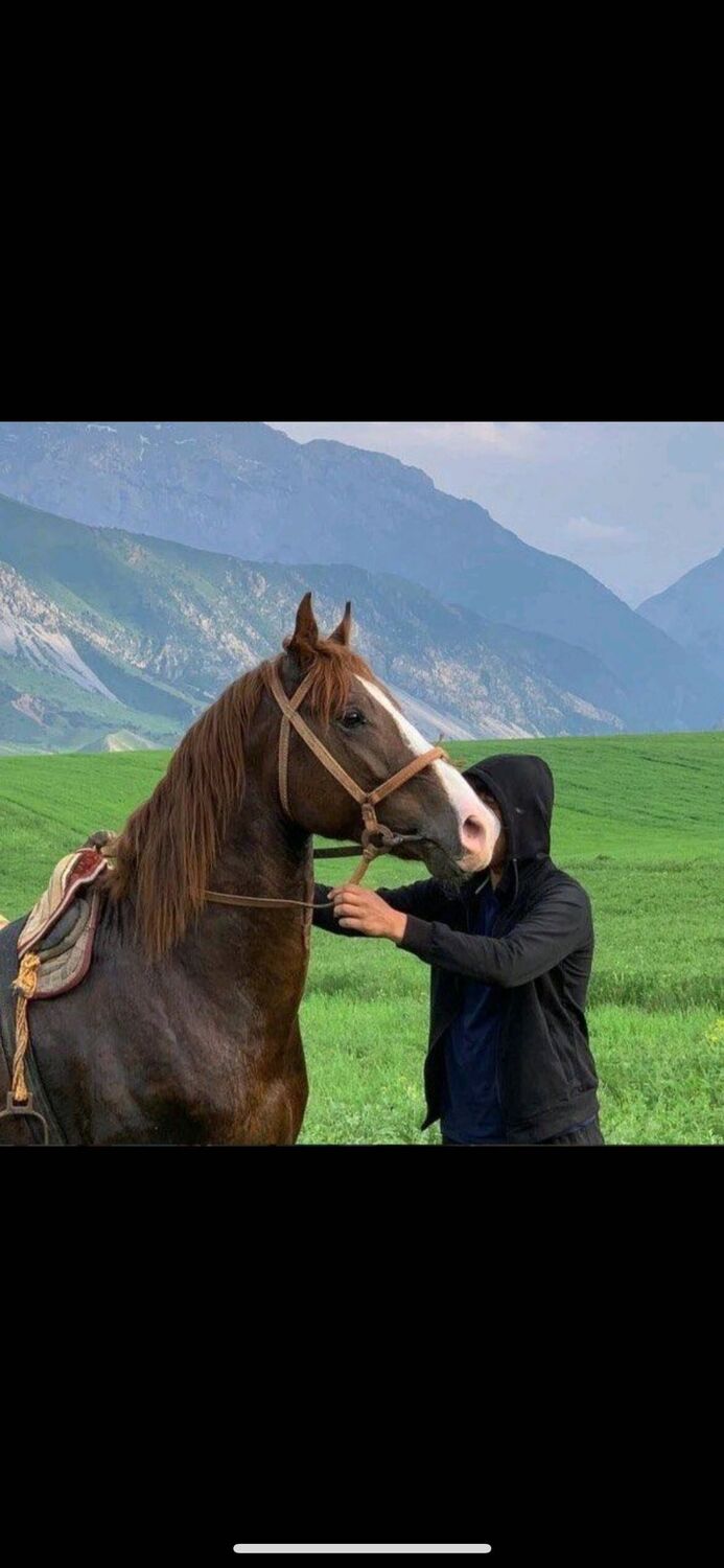  40906482  Tunar, 25 ,    