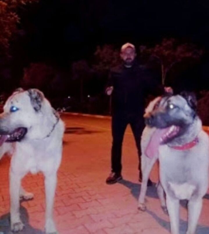 ,   Serhat Kaya, 40 ,   ,   , c 