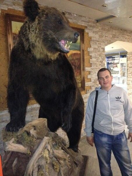 ���������� ������, ���� ������� �������, 36 ���, ������������ ��� ����� � ���������, c�������� ���������